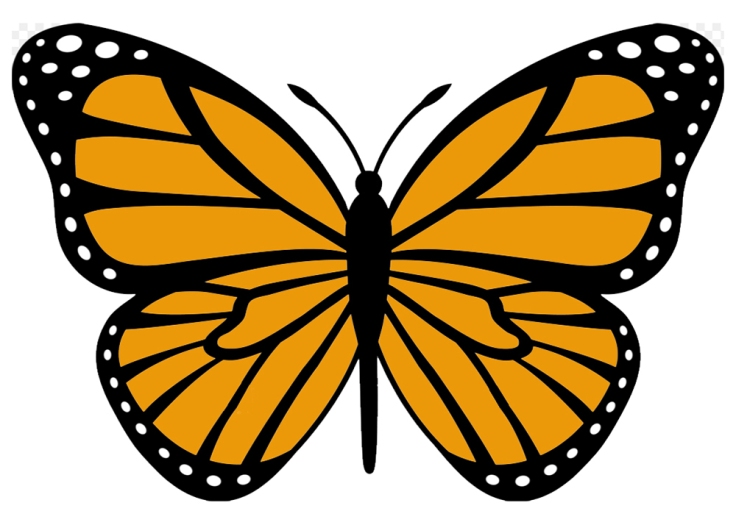 Here is a drawing of the caracteristic lines of a Monarch Butterfly's wings.